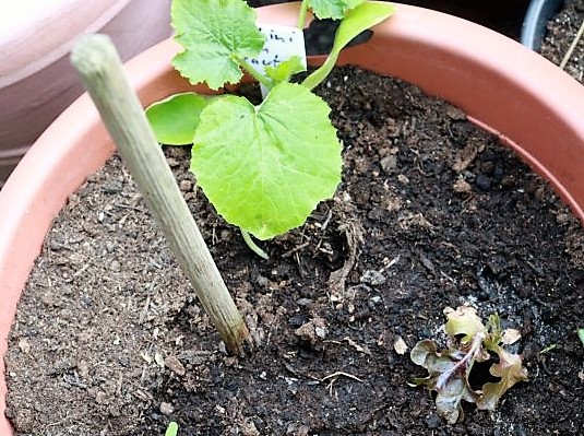 Zucchini