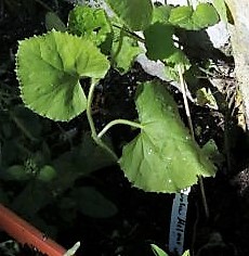 Zucker Melone