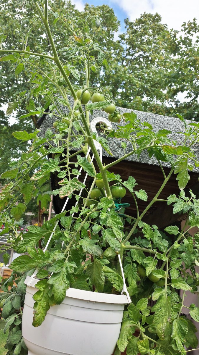 Zuckertraube