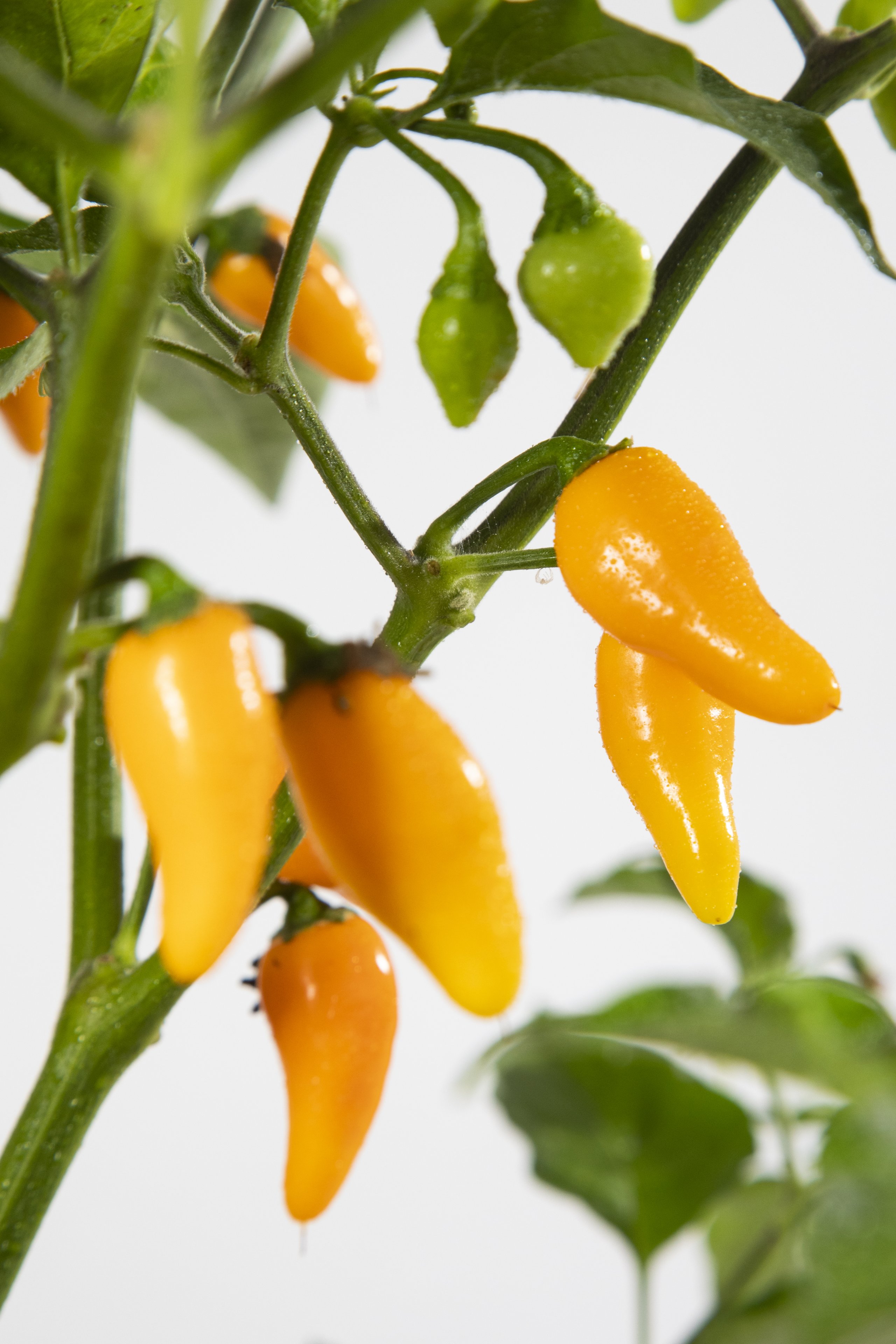 Andys_Pepper_Round_Yellow_6.jpg
