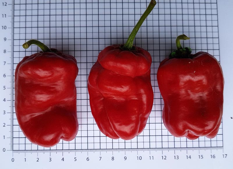 20180922_154118-Doppelfrucht-klein.jpg