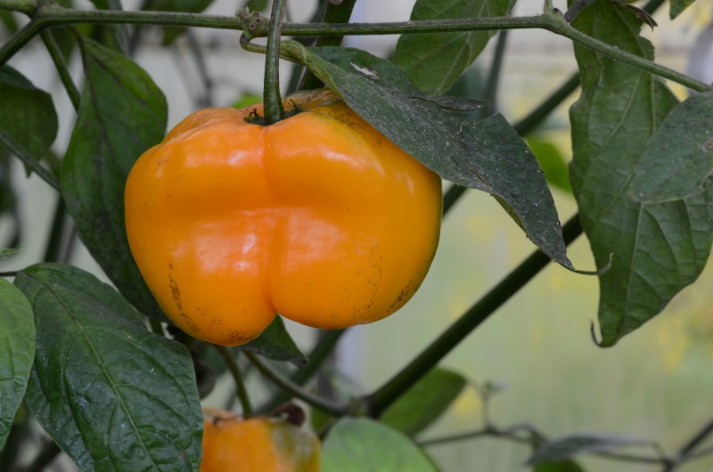rocoto gelb ries.jpg